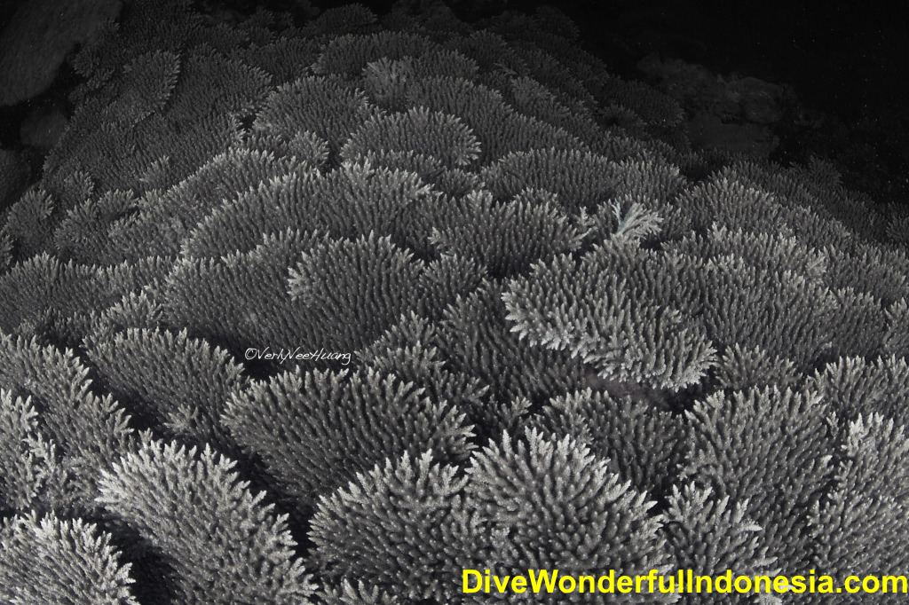 bali-fun-diving-about-us-table-coral.jpg