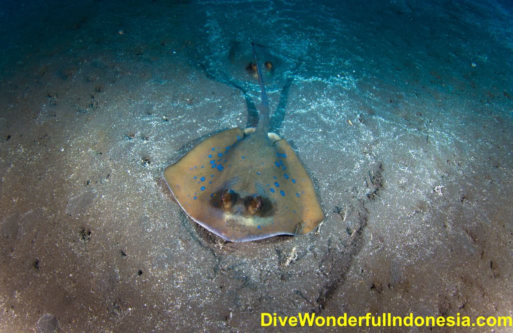 blue-apotted-stingray-amed.jpg