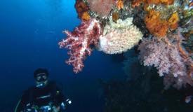 divewonderfulindonesia038.jpg