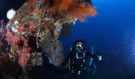 divewonderfulindonesia050.jpg