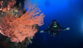 divewonderfulindonesia059.jpg