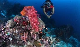 divewonderfulindonesia074.jpg