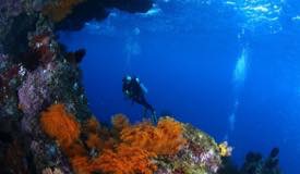 divewonderfulindonesia078.jpg