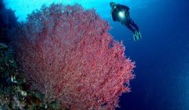 divewonderfulindonesia084.jpg