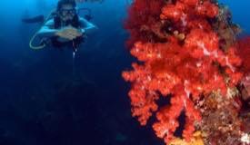 divewonderfulindonesia100.jpg