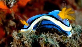 divewonderfulindonesia1000.jpg