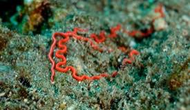 divewonderfulindonesia1008.jpg