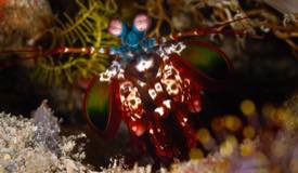 divewonderfulindonesia1013.jpg