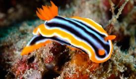 divewonderfulindonesia1016.jpg