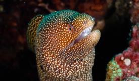 divewonderfulindonesia1018.jpg