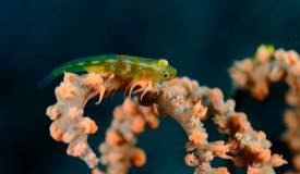 divewonderfulindonesia1022.jpg