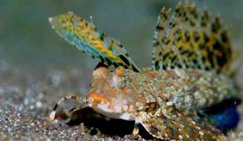 divewonderfulindonesia1034.jpg