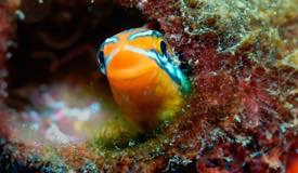 divewonderfulindonesia1059.jpg