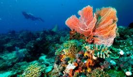 divewonderfulindonesia1099.jpg