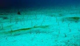 divewonderfulindonesia1100.jpg