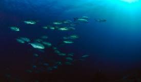 divewonderfulindonesia1108.jpg