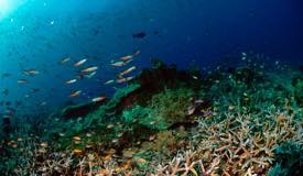 divewonderfulindonesia1116.jpg
