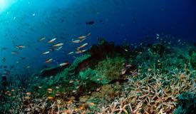 divewonderfulindonesia1116.jpg