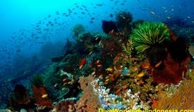 divewonderfulindonesia1117.jpg