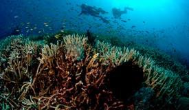 divewonderfulindonesia1124.jpg