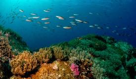 divewonderfulindonesia1125.jpg