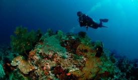 divewonderfulindonesia1127.jpg