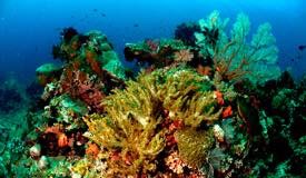 divewonderfulindonesia1130.jpg