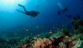 divewonderfulindonesia1136.jpg