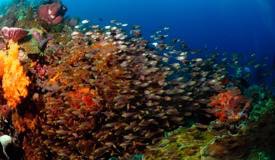 divewonderfulindonesia1143.jpg