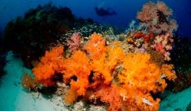 divewonderfulindonesia1146.jpg