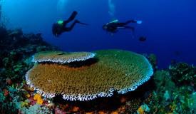 divewonderfulindonesia1152.jpg