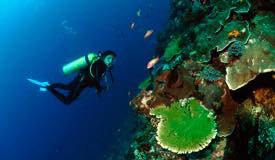 divewonderfulindonesia1160.jpg