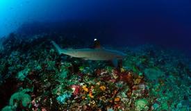 divewonderfulindonesia1164.jpg