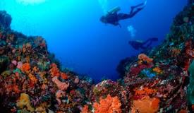 divewonderfulindonesia1167.jpg