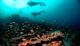 divewonderfulindonesia1186.jpg