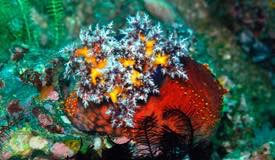 divewonderfulindonesia1199.jpg