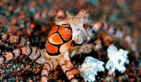 divewonderfulindonesia1200.jpg