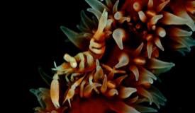 divewonderfulindonesia1208.jpg