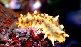 divewonderfulindonesia1212.jpg