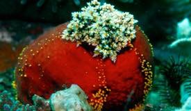 divewonderfulindonesia1218.jpg