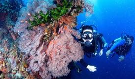 divewonderfulindonesia1231.jpg