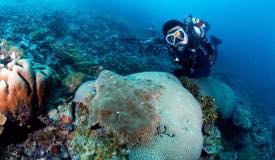 divewonderfulindonesia1240.jpg