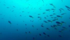 divewonderfulindonesia490.jpg