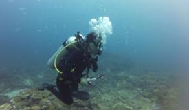 divewonderfulindonesia572.jpg