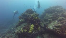 divewonderfulindonesia587.jpg