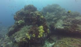 divewonderfulindonesia588.jpg