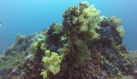 divewonderfulindonesia620.jpg