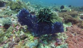 divewonderfulindonesia622.jpg