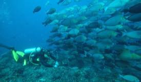 divewonderfulindonesia675.jpg