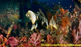 divewonderfulindonesia801.jpg